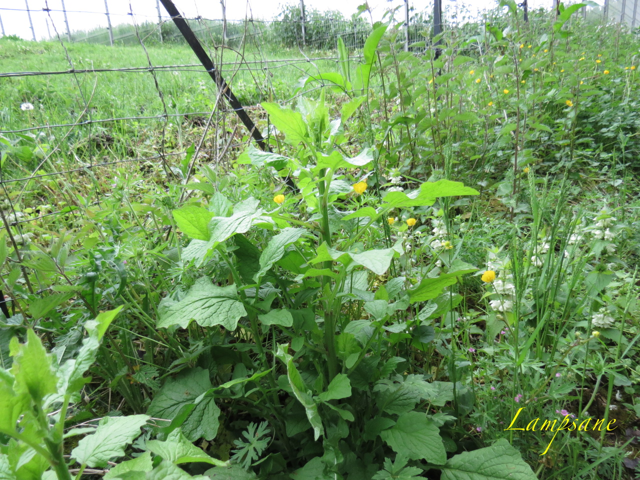 Lapsana communis 4014t